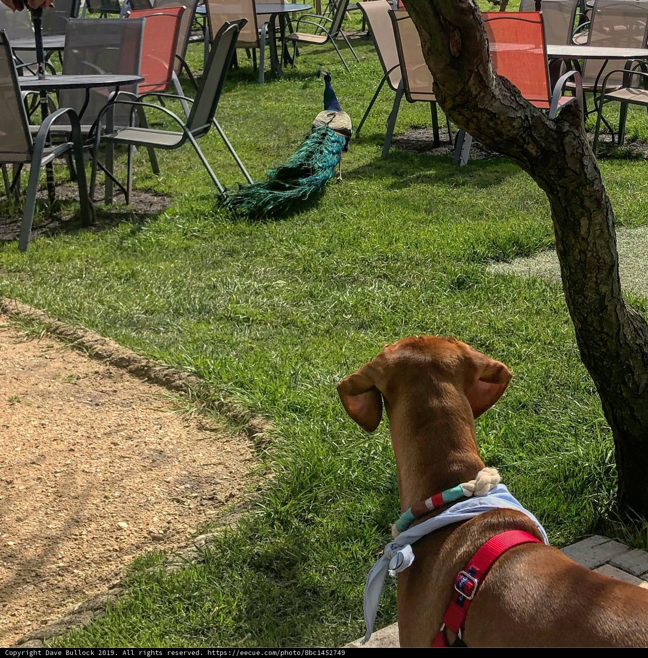 Curious Vizsla Observes Peacock in the Park
