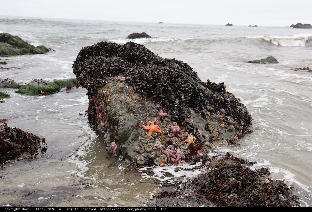 Vibrant Tide Pool Community at Schoolhouse Beach