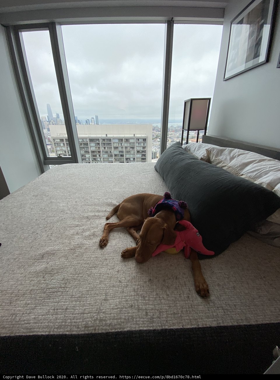 Pawsitively Plush Bedroom Companion