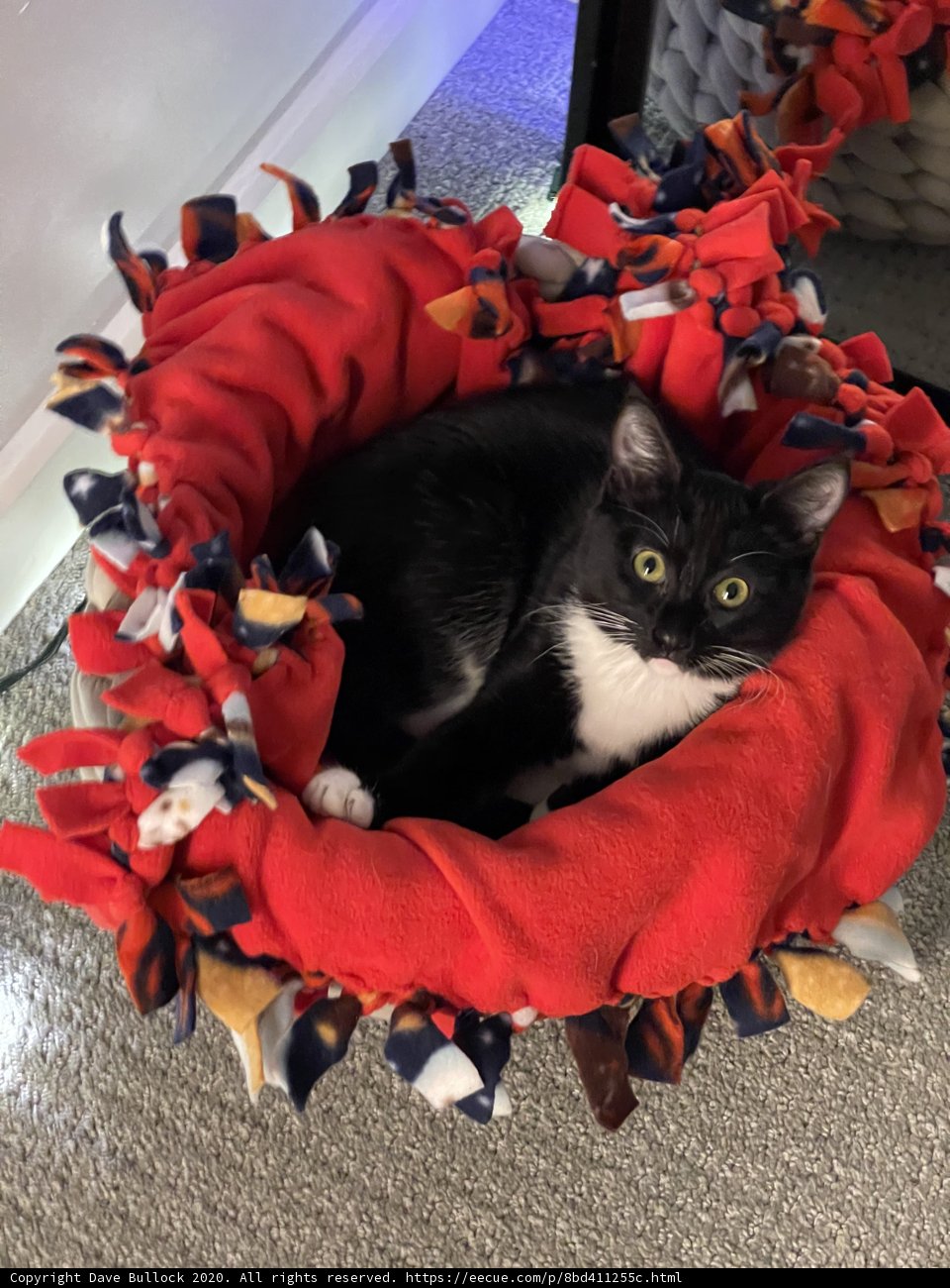 Cozy Cat in a Colorful Bed