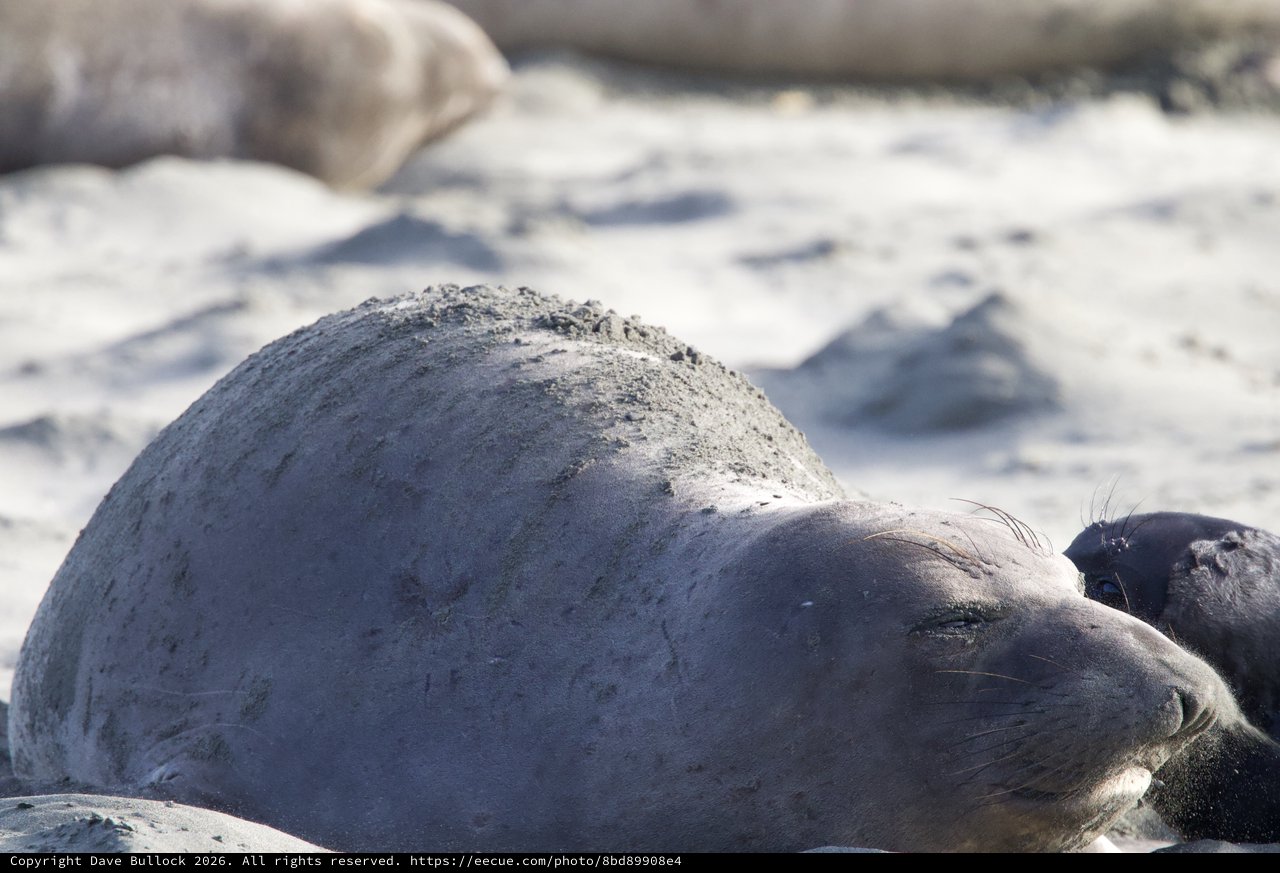 Elephant Seal Pup Resting on Drakes Beach