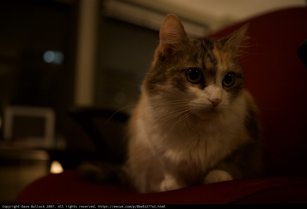 Nighttime Companion