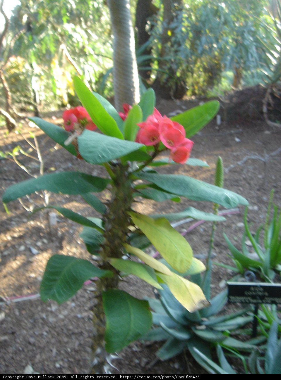 Red Blooms in the Garden