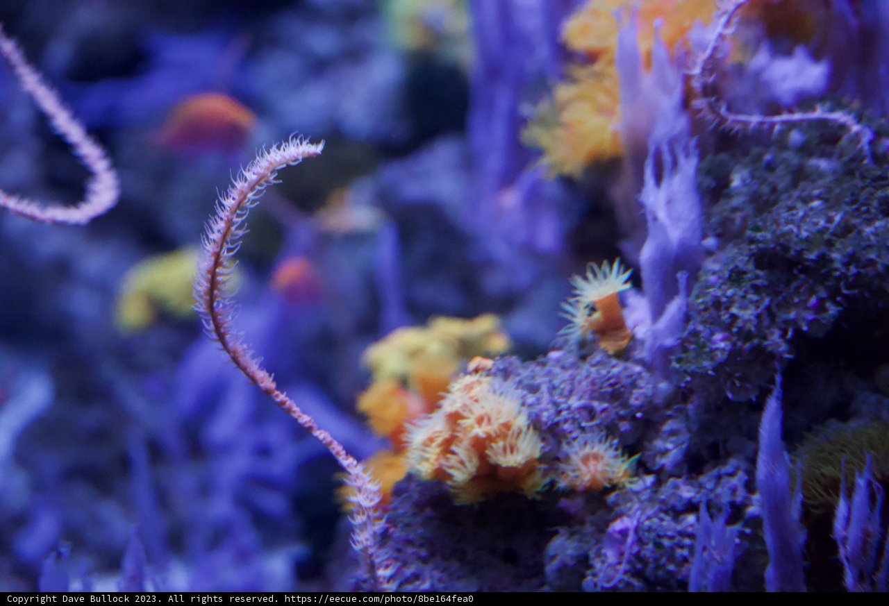 Dazzling Depths: The Vibrant Coral Community