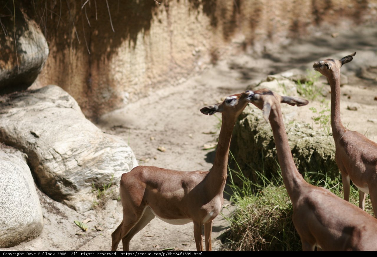 Grazing Gazelles
