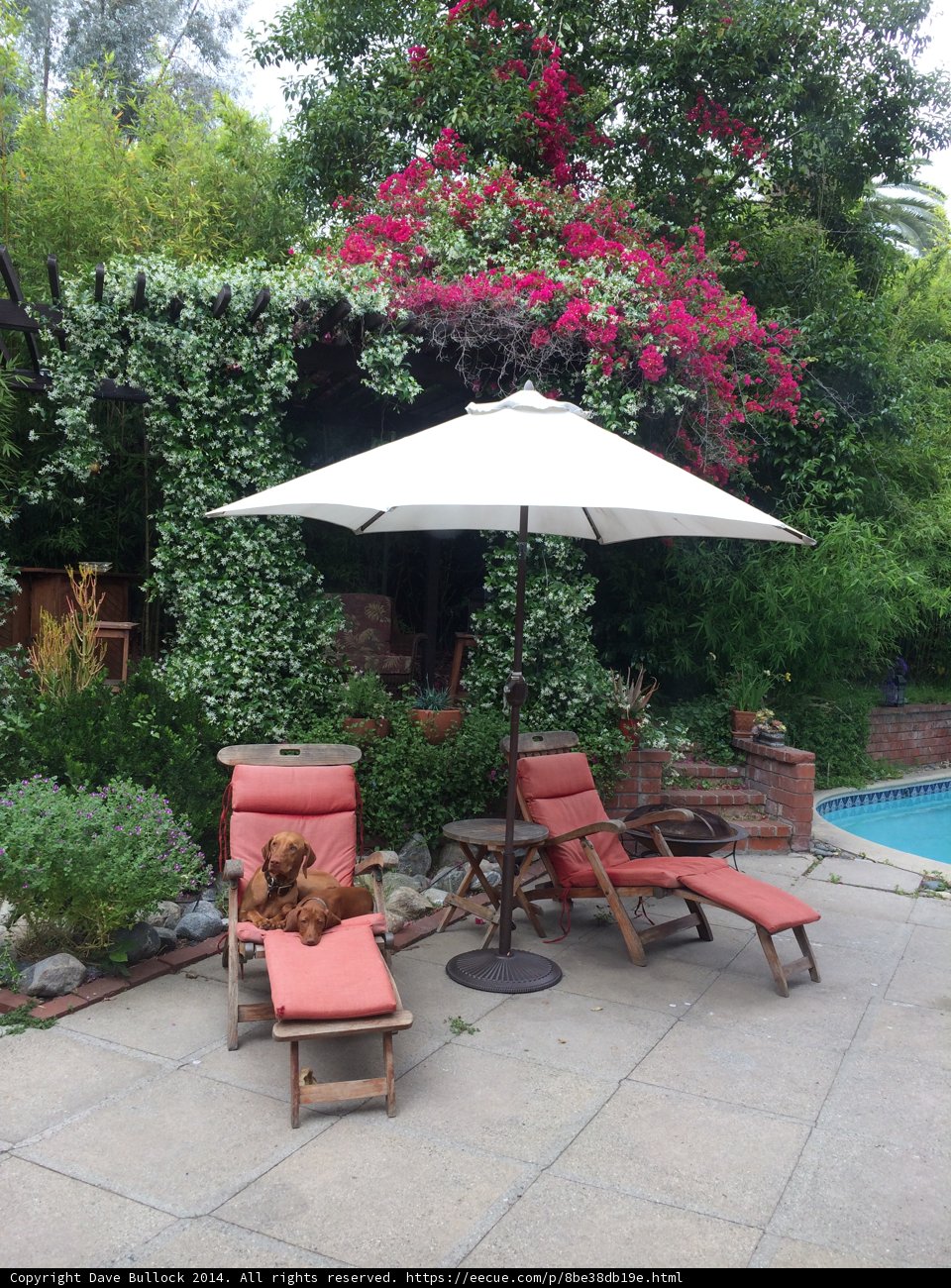 Poolside Pooch