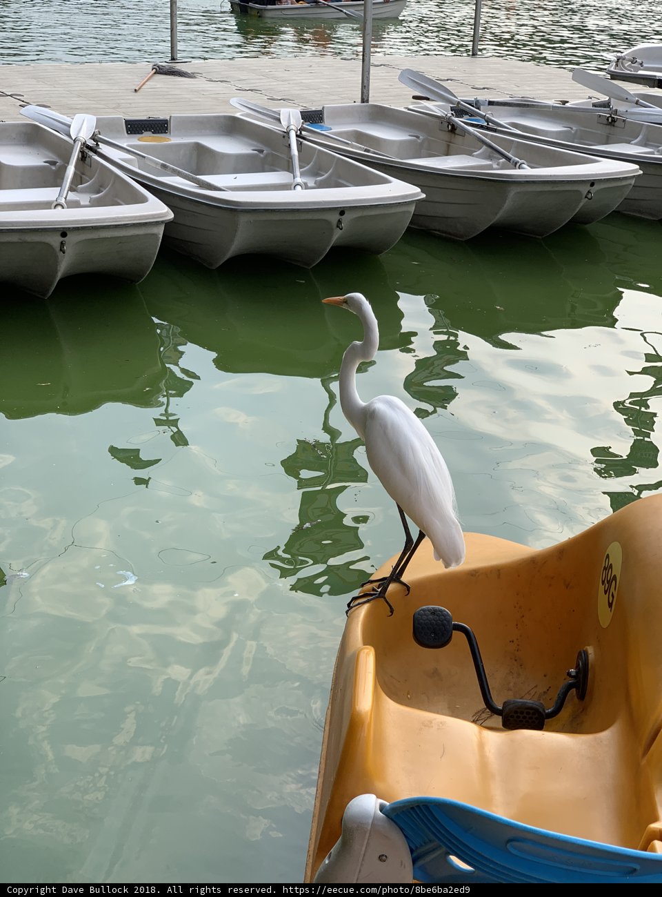 Waterborne Birdwatching