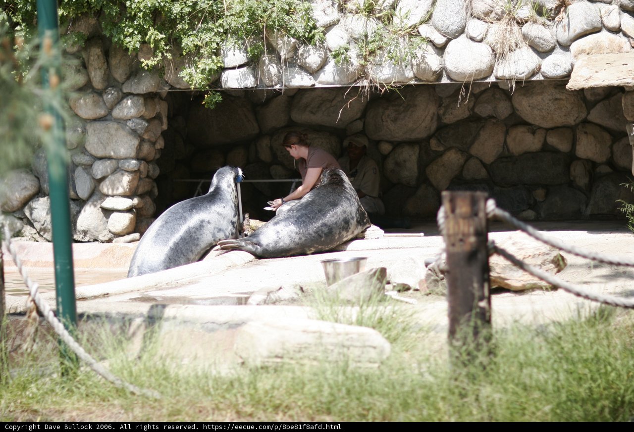 Seals' Lunchtime at the Zoo
