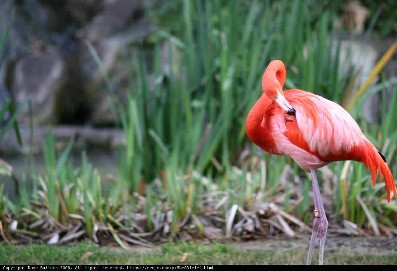 Graceful Flamingo
