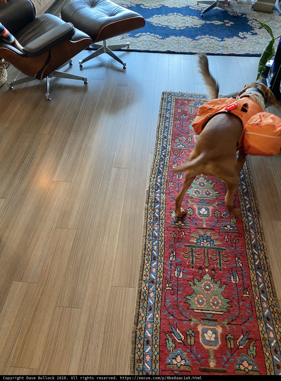 Stylish Pup in the Living Room