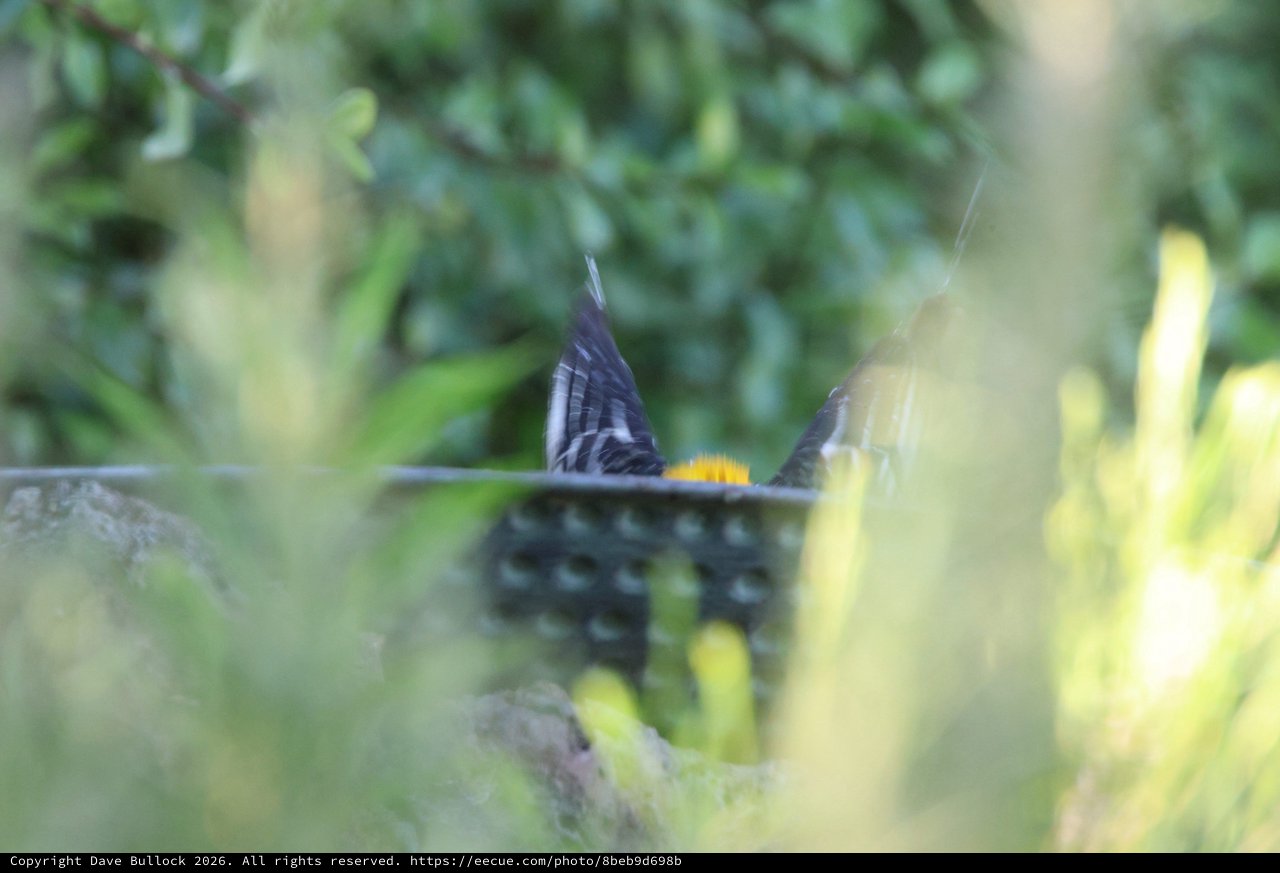Hooded Oriole at Bird Feeder Through Foliage