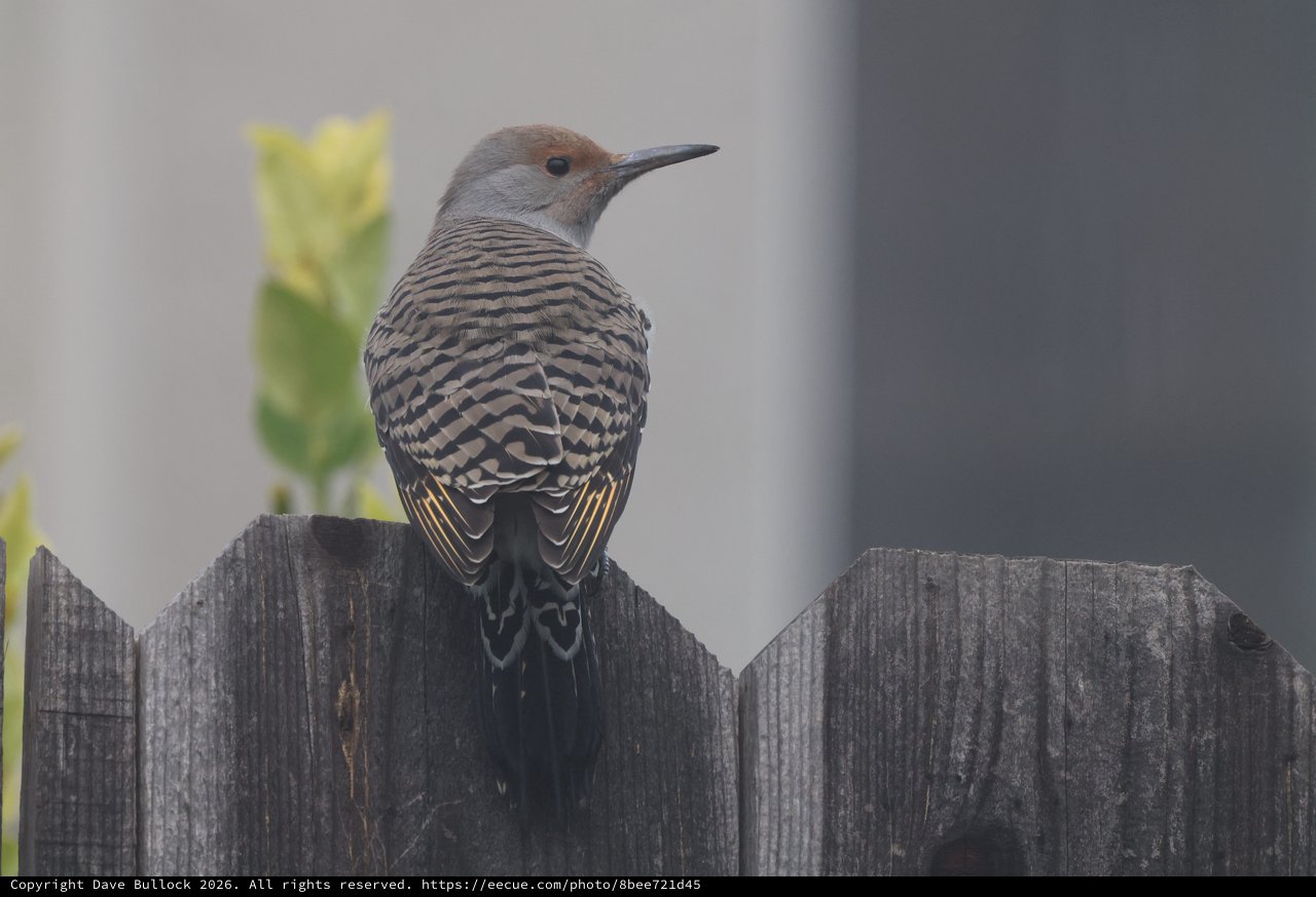 Northern Flicker Perched on Weathered Wooden Fence