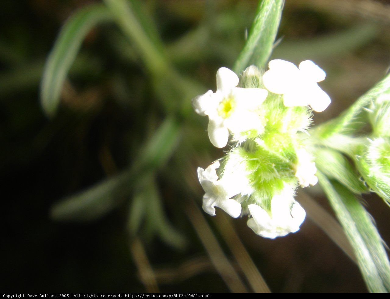 Delicate White Flower