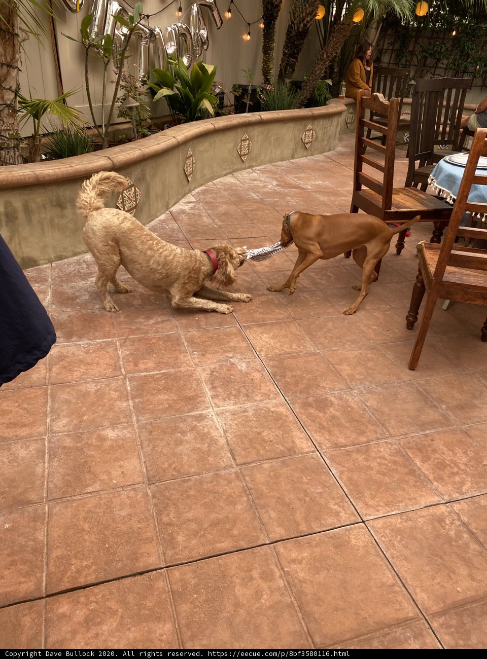 Pawsitively Playful on the Patio