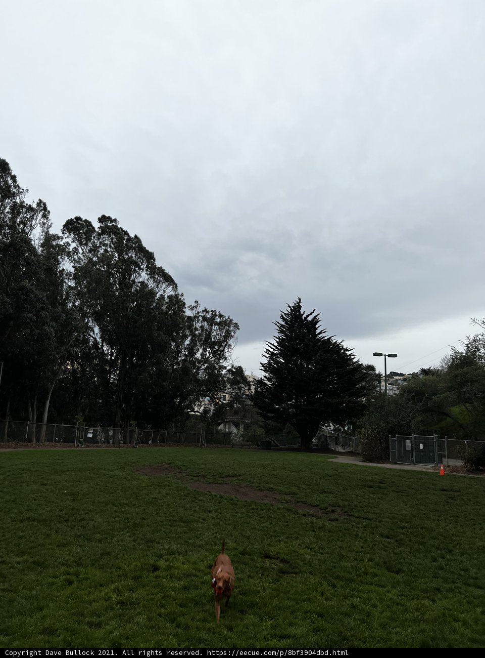 A Canine in a Verdant Field
