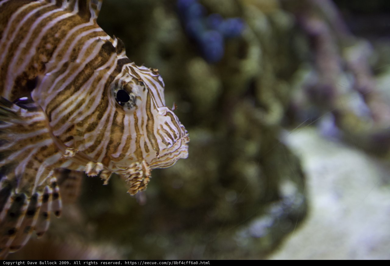 Majestic Lionfish in Captivity