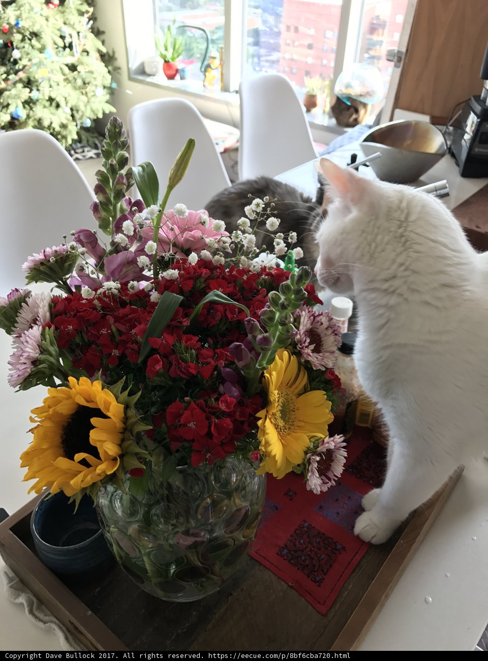 Feline Art Critic
