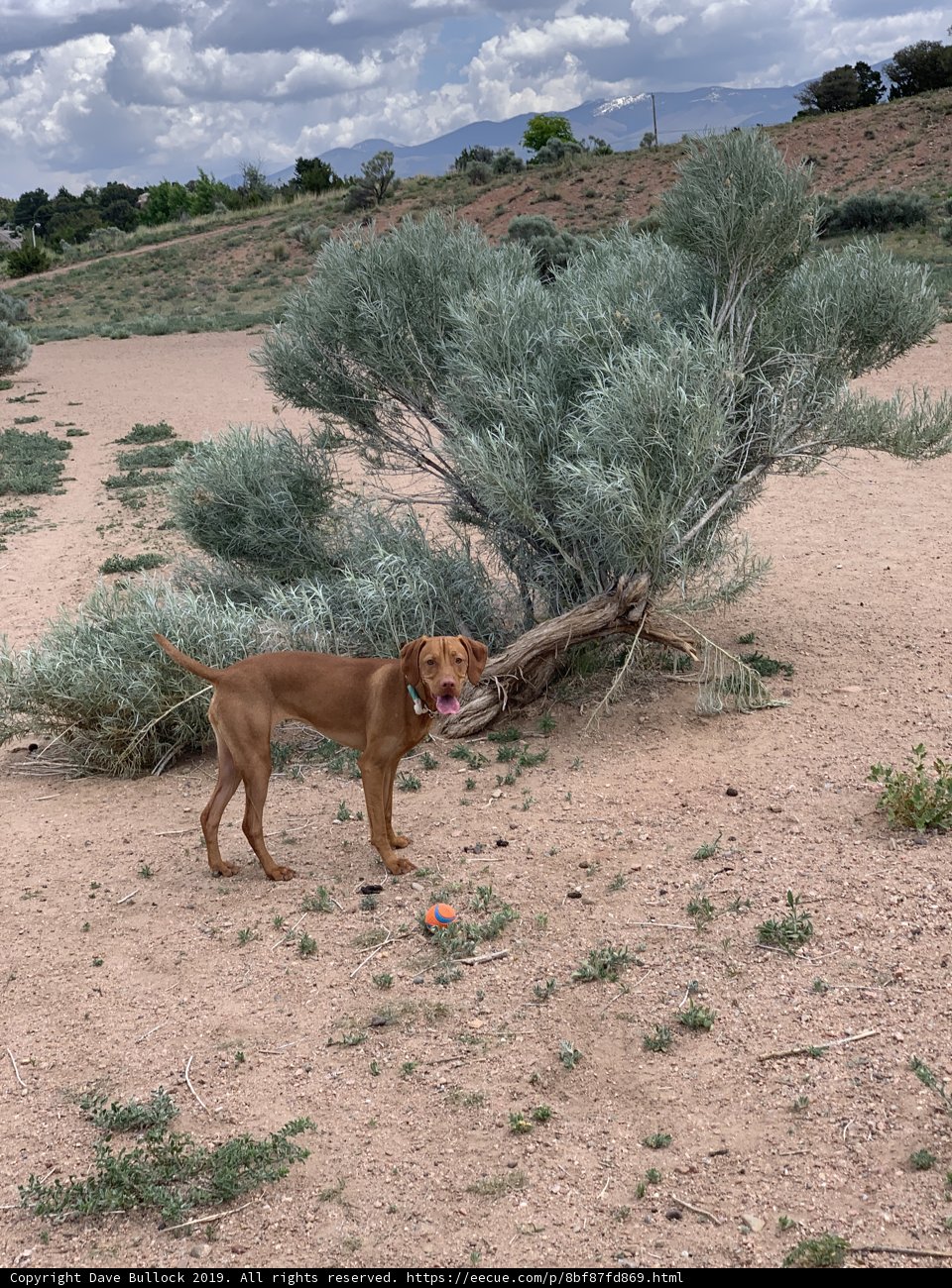 Wilderness Pointer