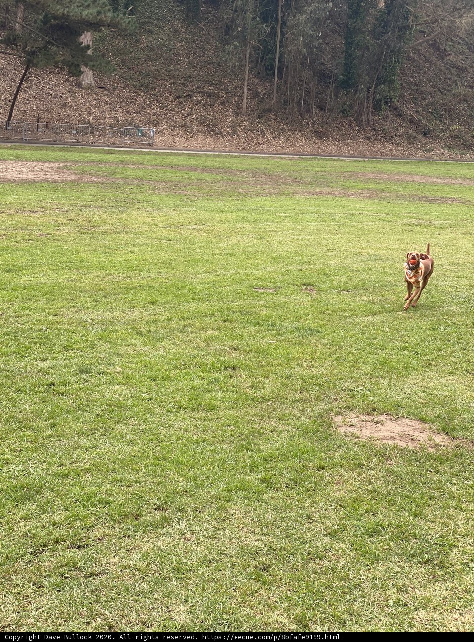 Fetchin' and Frolickin' at Pine Lake Park