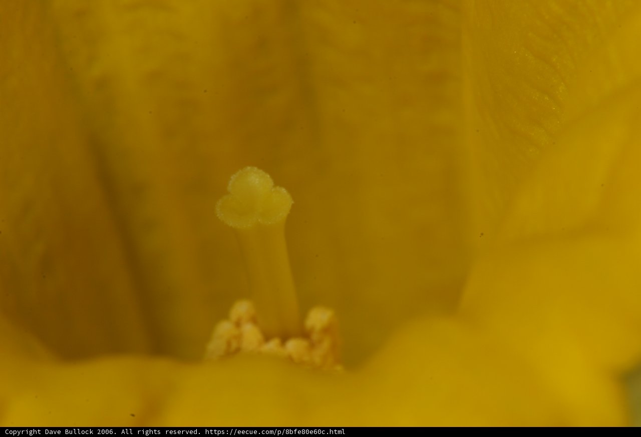 Inside a Yellow Geranium Flower