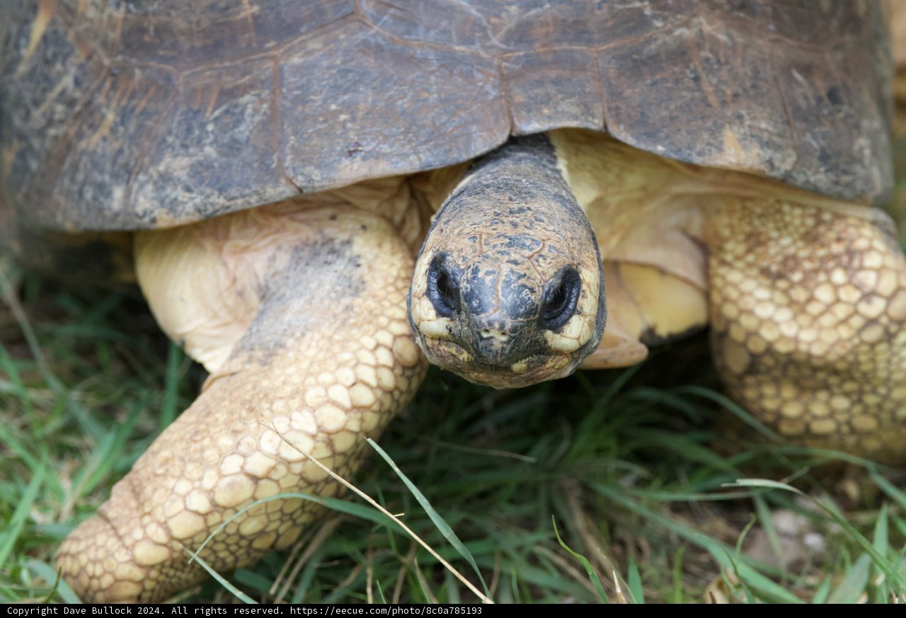 Gentle Gaze of the Honolulu Tortoise