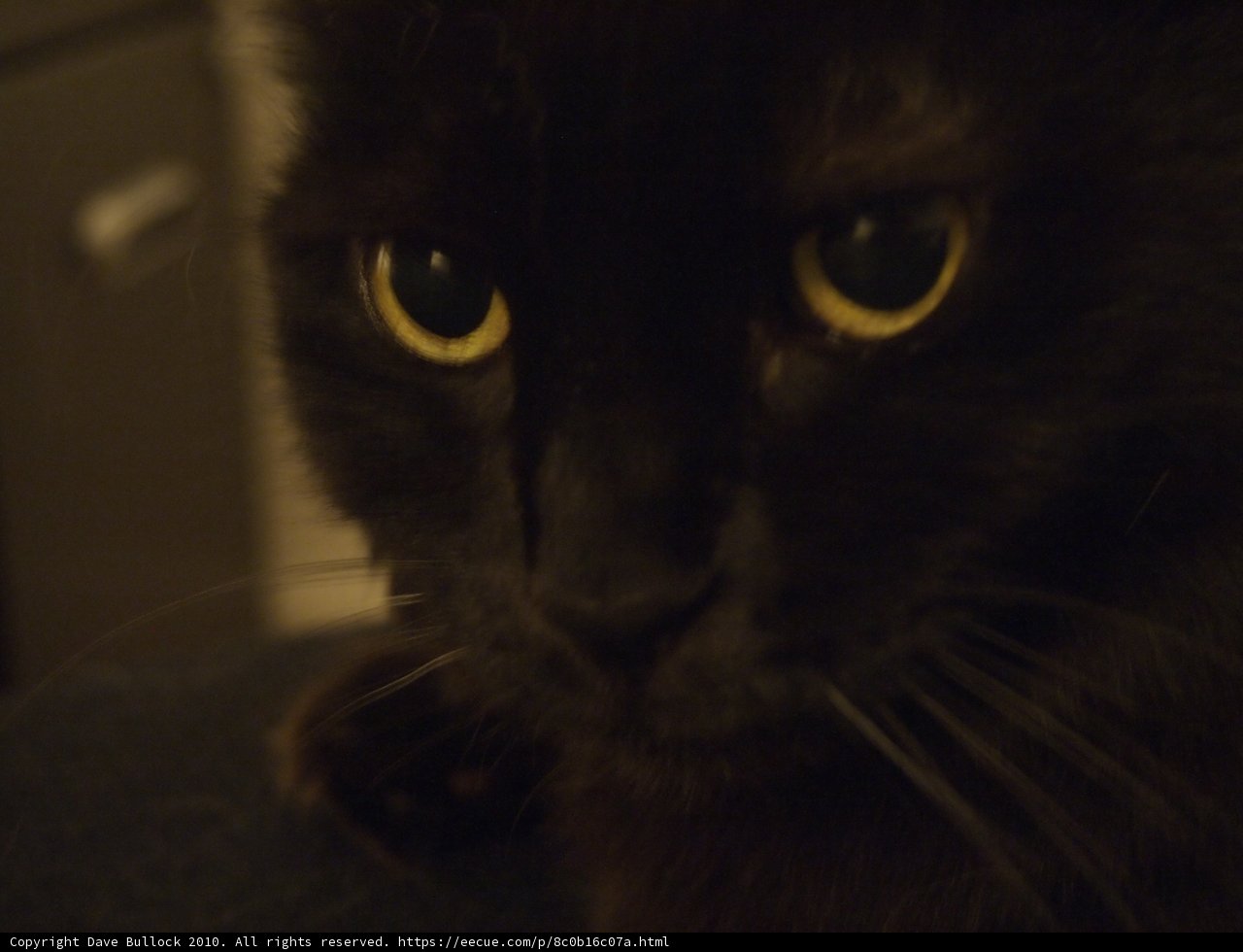 Midnight Stare