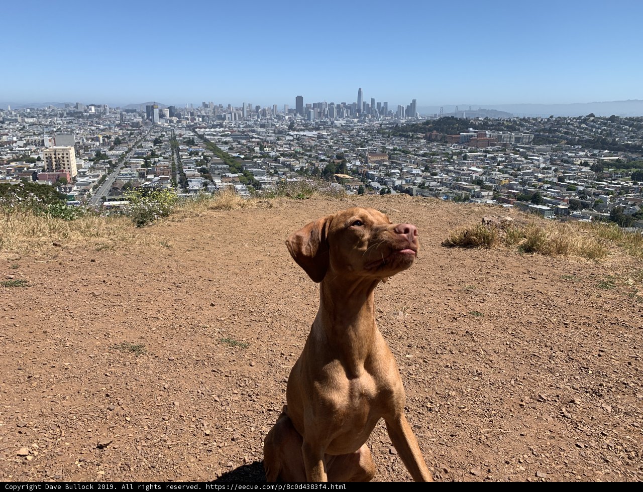 A Vizsla in the Urban Jungle