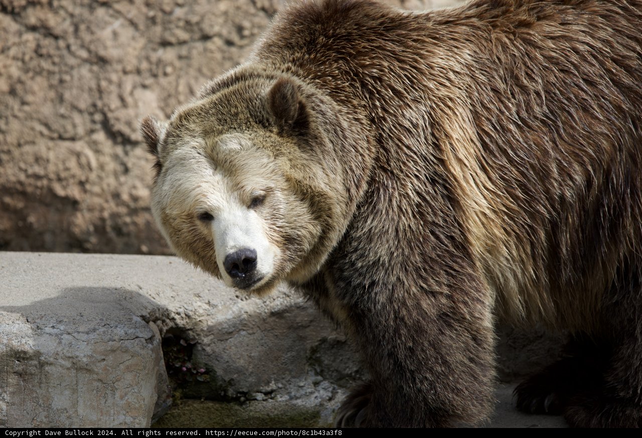 Majestic Brown Bear at SF Zoo