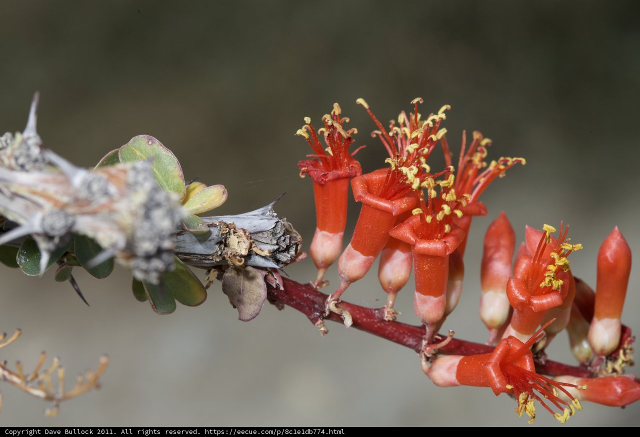Red Flower on a Branch