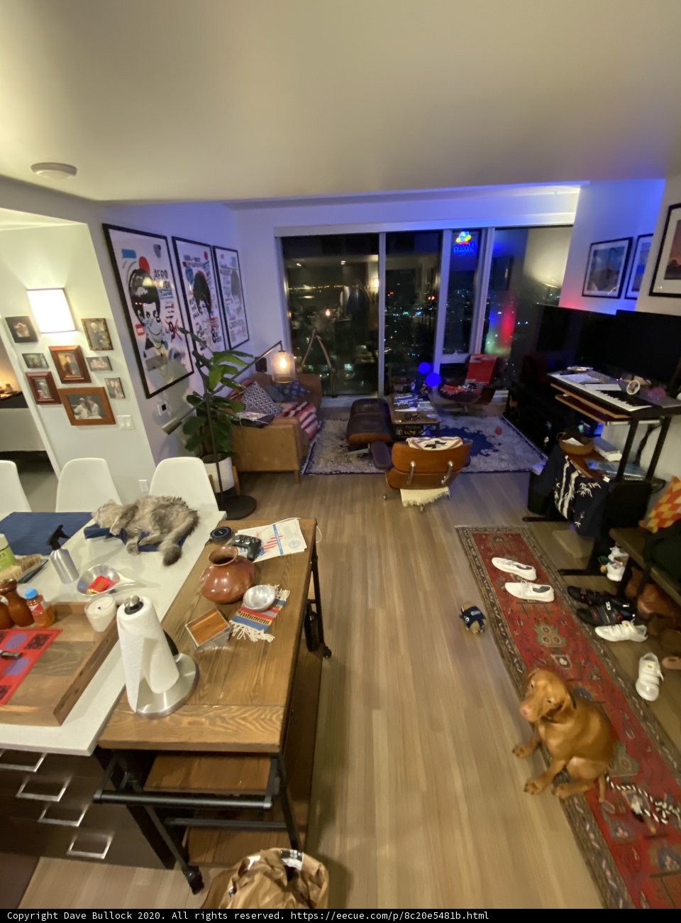 Pooch in a Chic Living Room