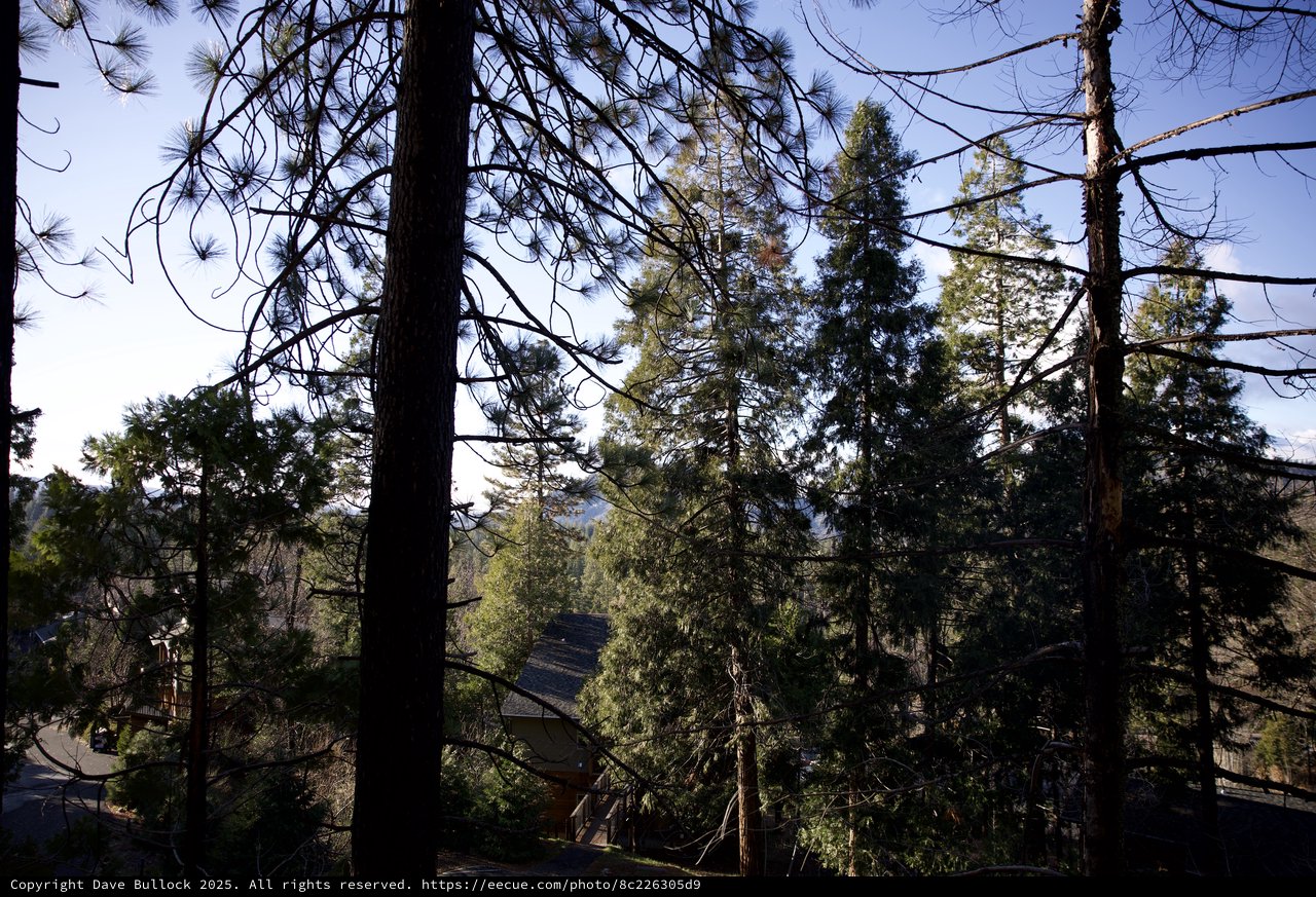 Silhouetted Pine Forest Through Burnt Tree Canopy