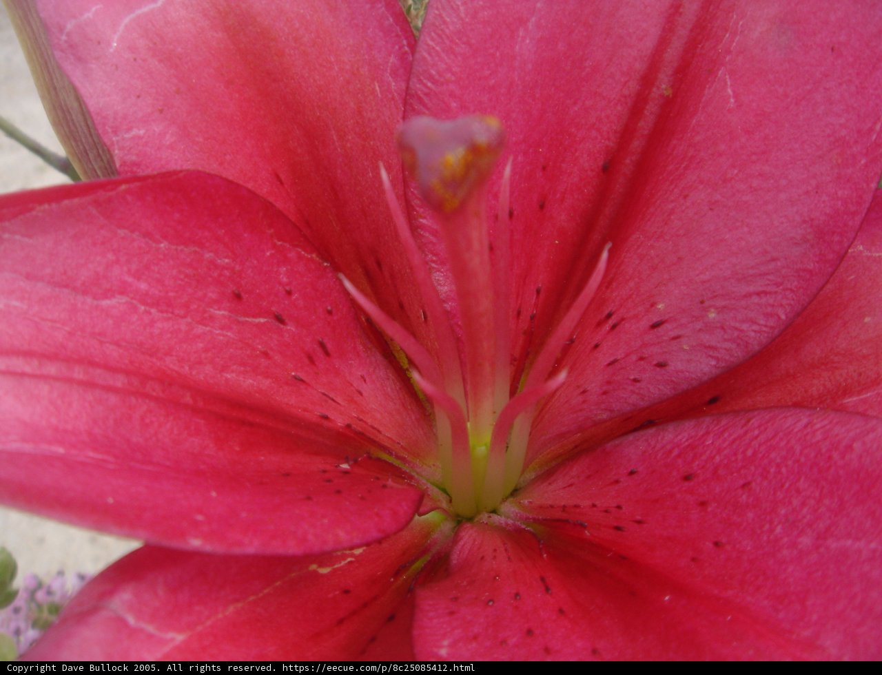 Pink Lily Flower