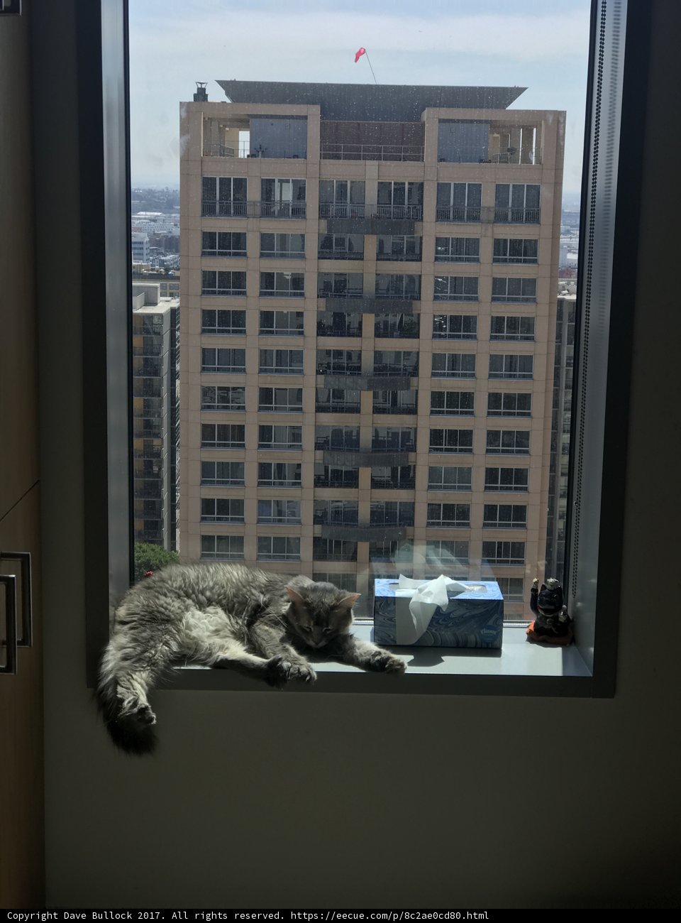 Urban Feline Relaxation