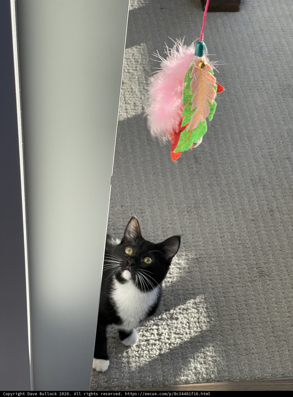 Feline Fun with Feather Toy