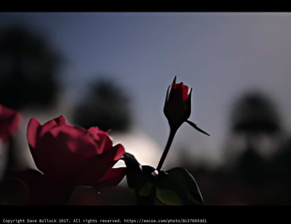 Midnight Bloom