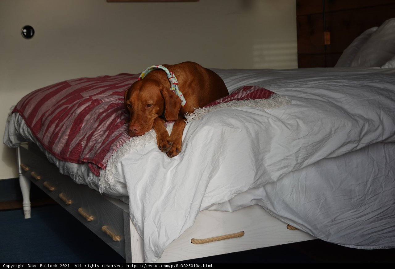 Cozy Canine Rest