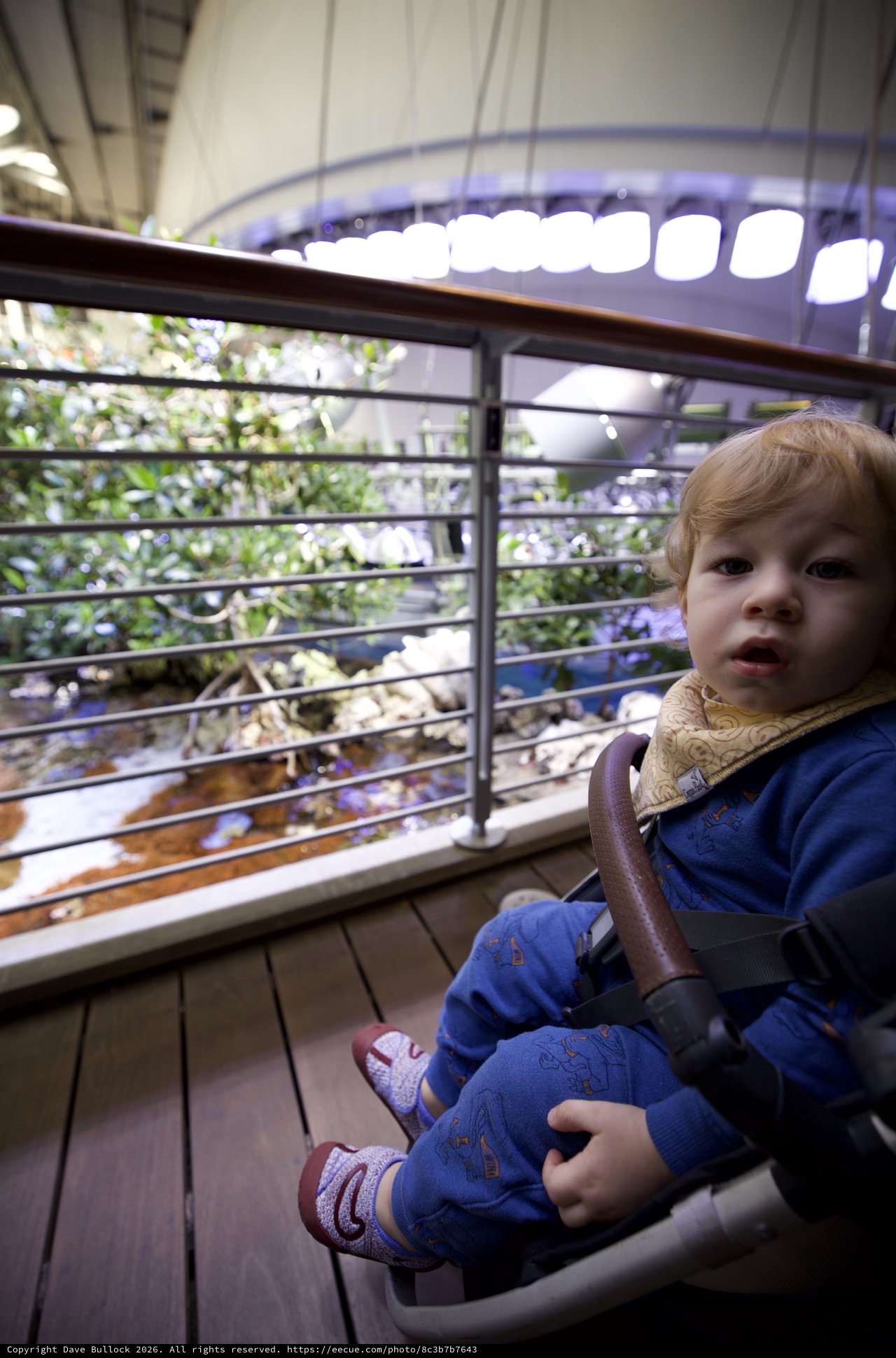 Young Child at Indoor Botanical Observatory