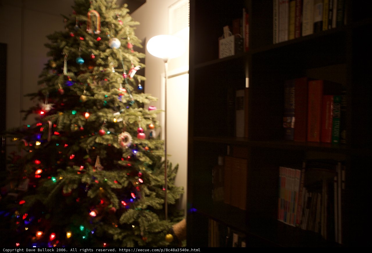 Festive Fir