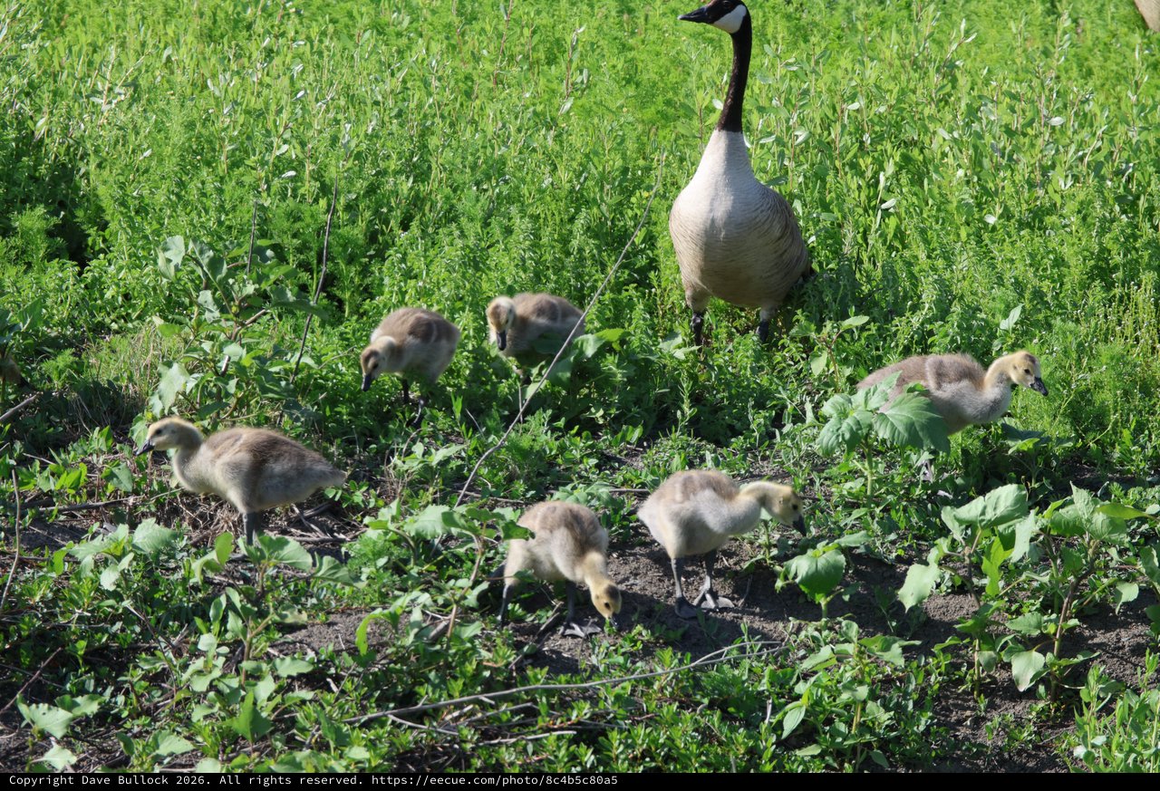 Canada Goose Family Foraging in Spring Wetland