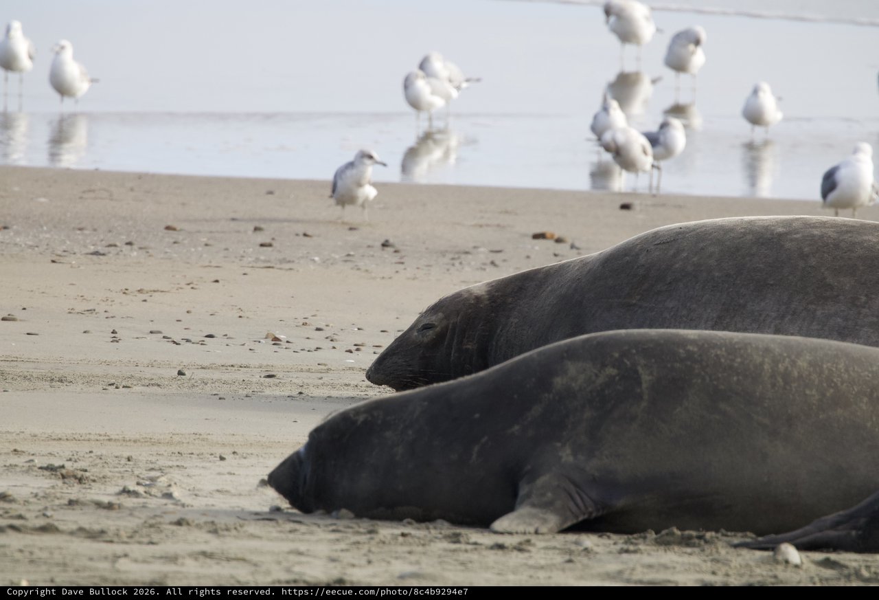 Elephant Seals Resting on Drakes Beach with Gulls