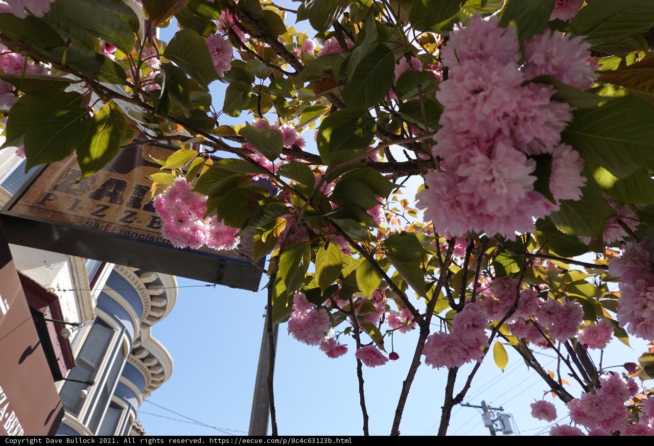Pink Blossoms Against Urban Landscape