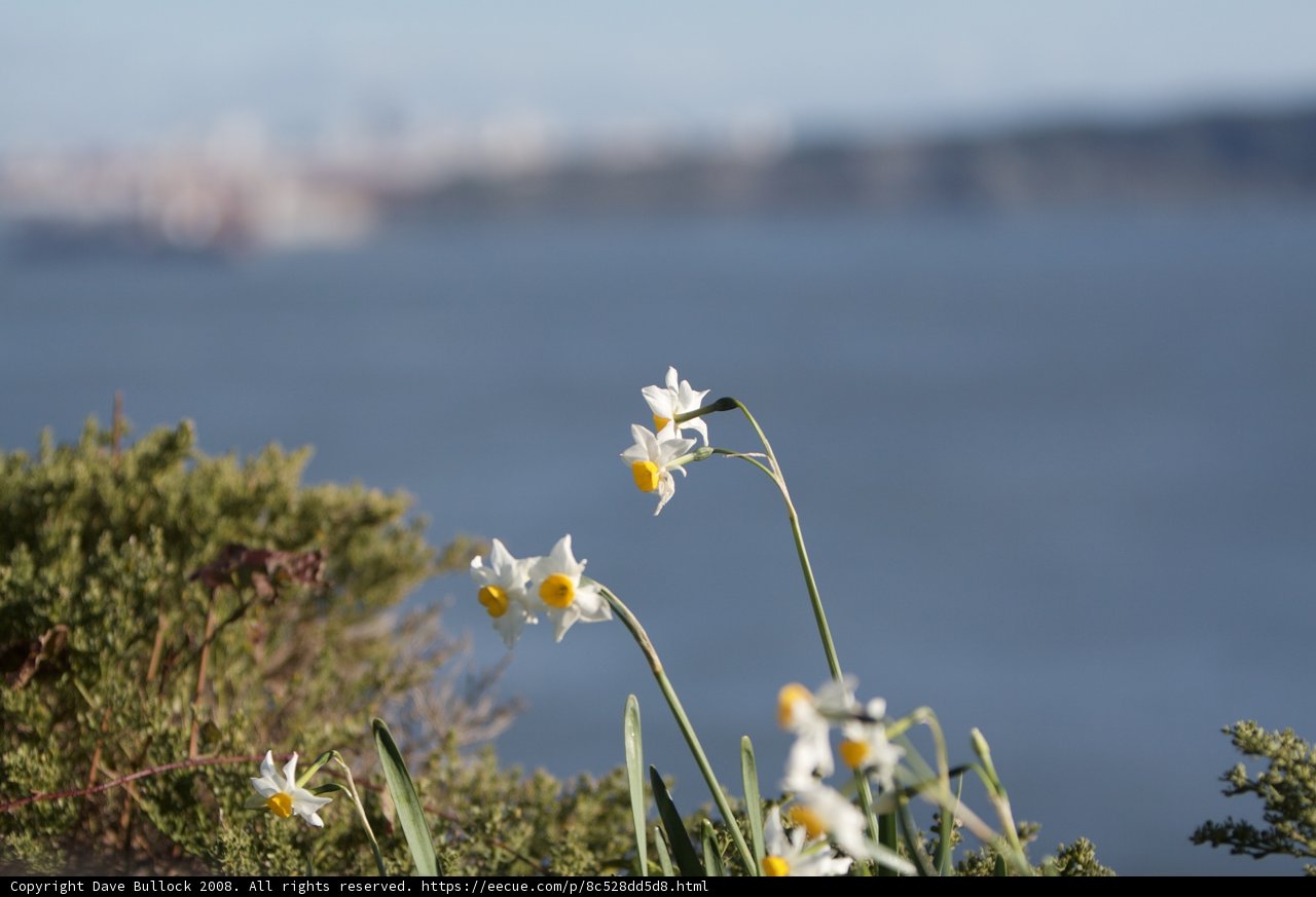 Seascape Daffodils