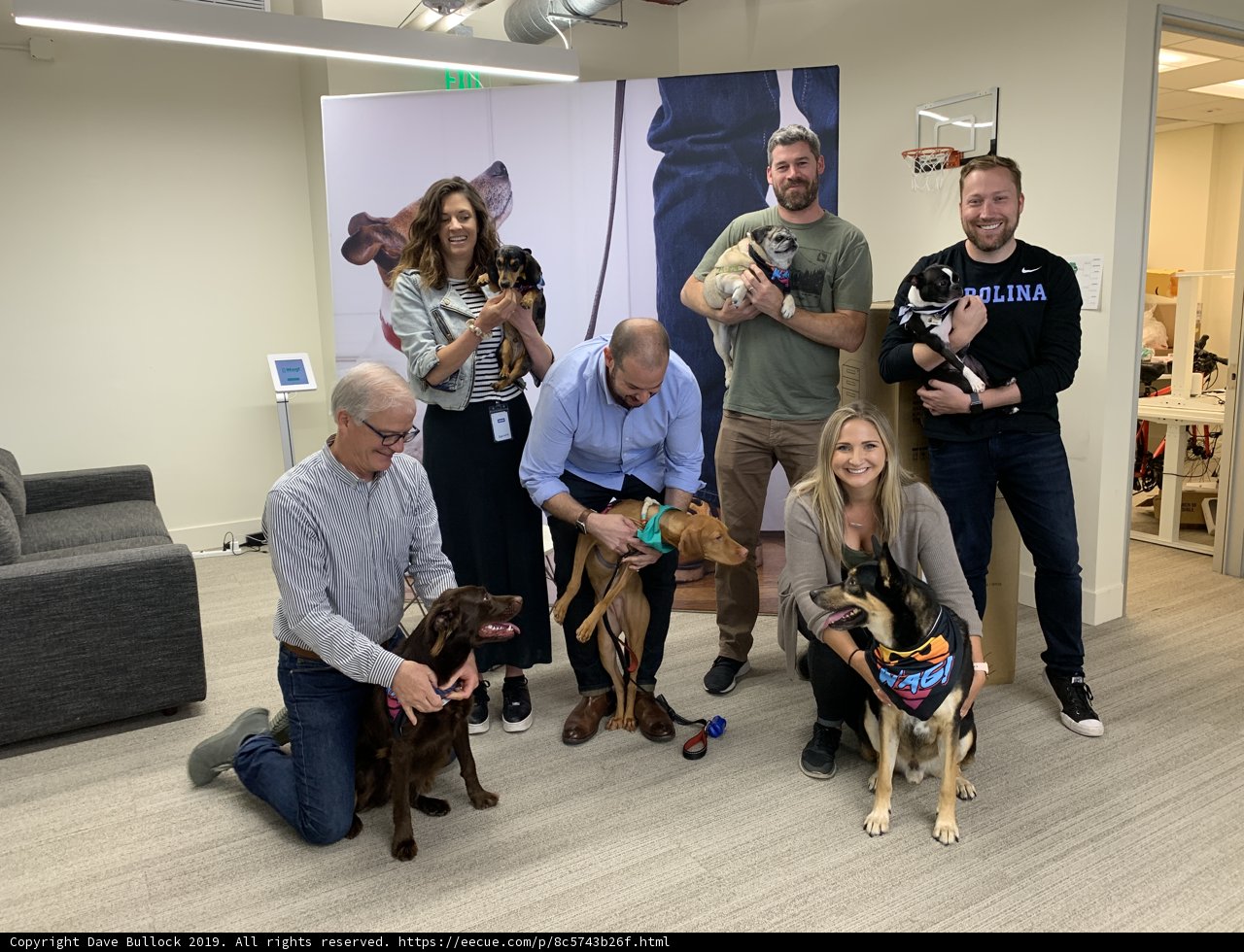 Furry Friends in the Office