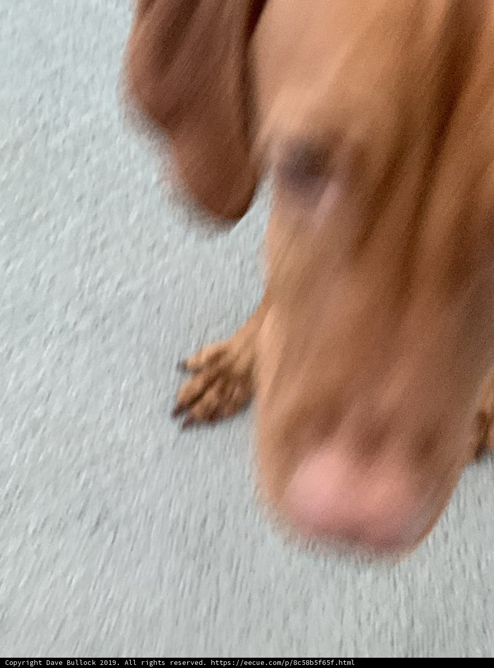 Blurry but Beloved Buddy