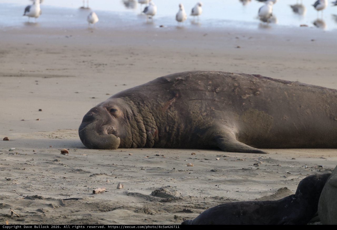 Northern Elephant Seal Resting on Drakes Beach