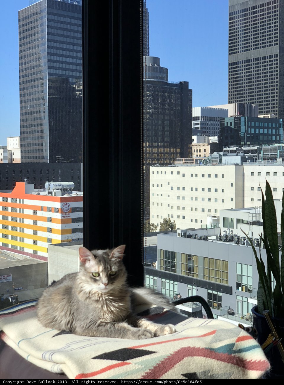 City Cat Lounging