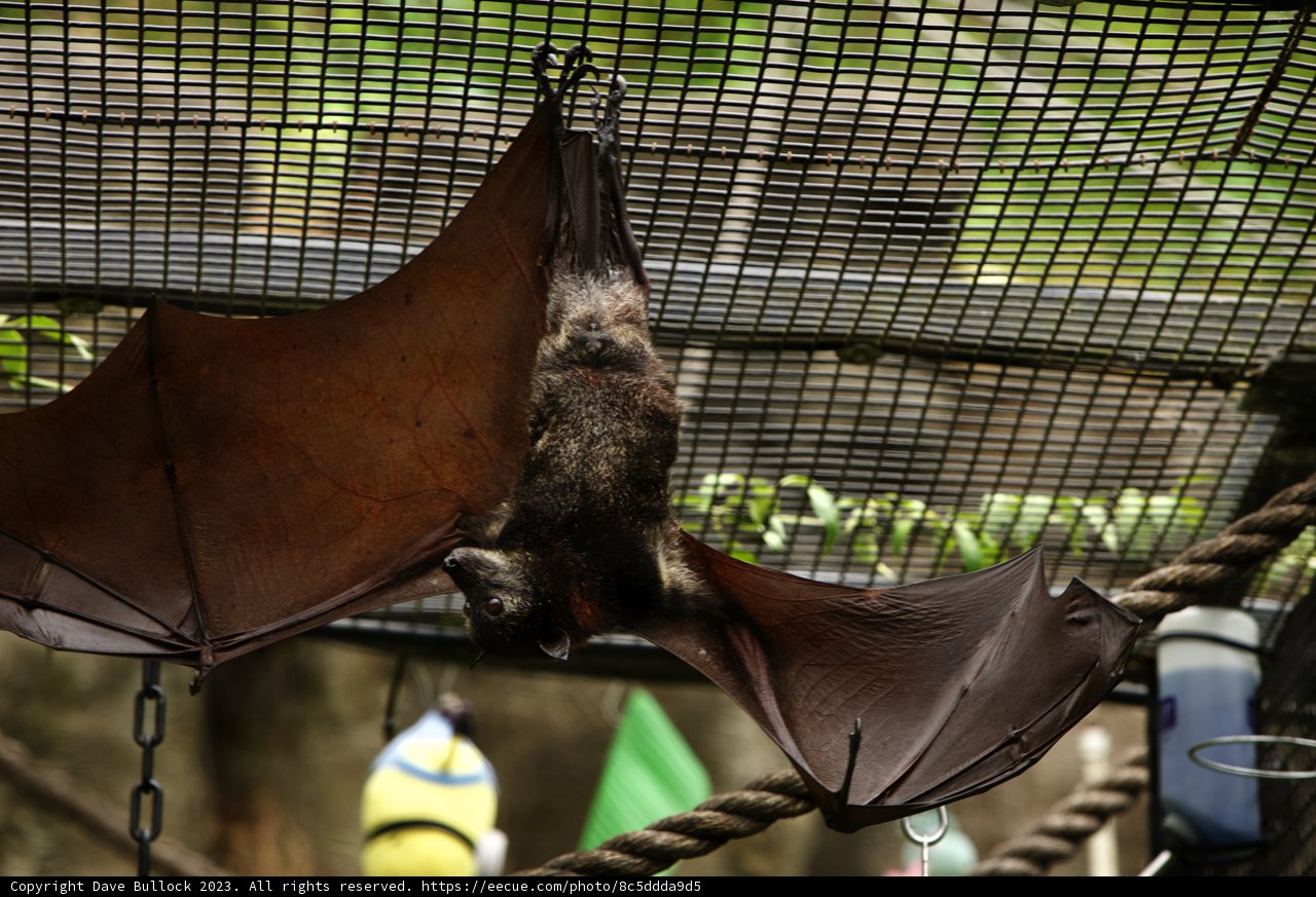 Upside-Down Observations at Oakland Zoo