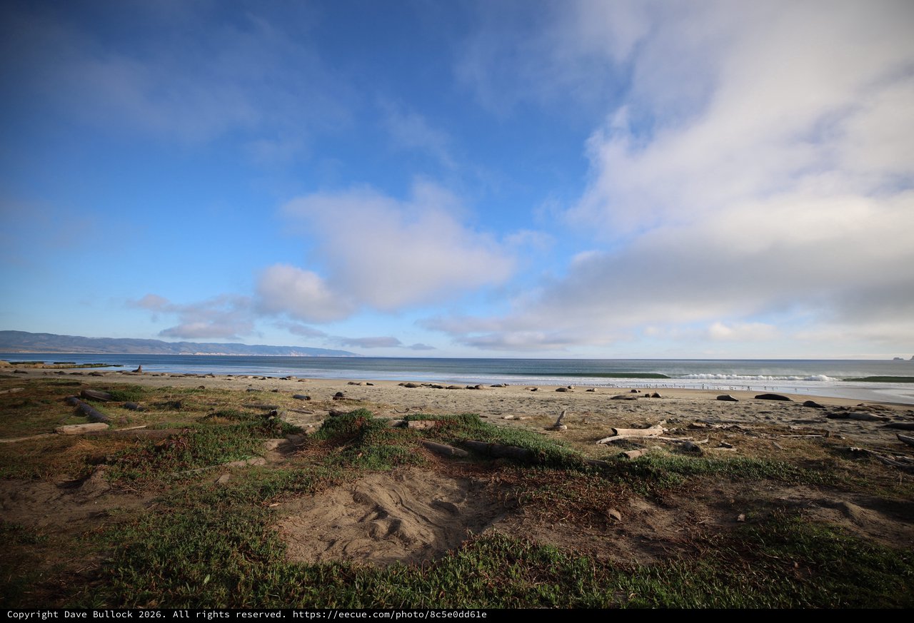Elephant Seals Resting on Drakes Beach Coastline