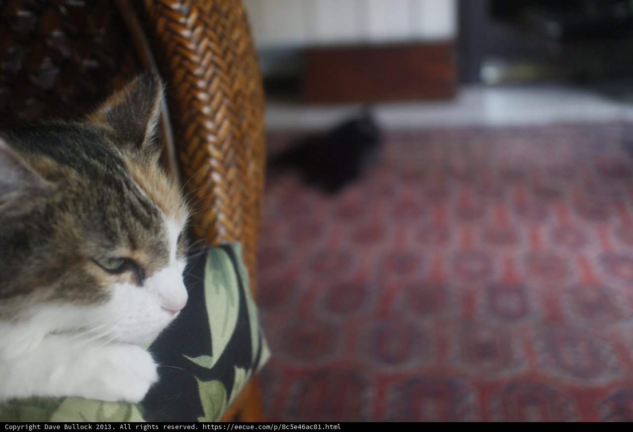 Lazy Afternoon Nap