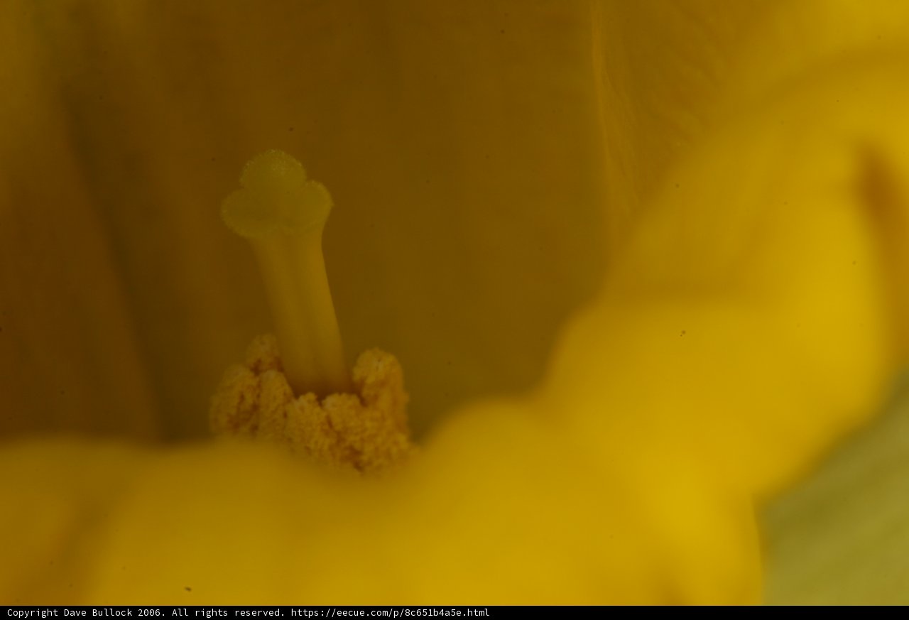 Inside the Yellow Flower